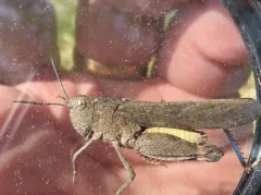 California Sulphur-winged Grasshopper thumbnail 2