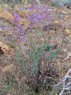 Azure Penstemon thumbnail 2