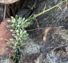 Koehler's rockcress thumbnail 4