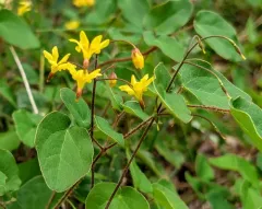 Siskiyou inside-out-flower thumbnail 3