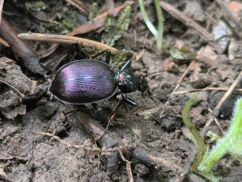 Angular Snail-eating Beetle