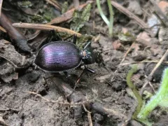 Angular Snail-eating Beetle thumbnail 1