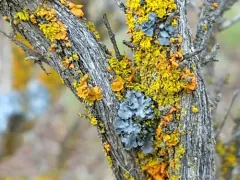 Xanthomendoza galericulata thumbnail 2