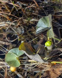 Floating Marsh-marigold thumbnail 4