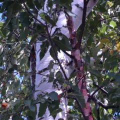 paper birch thumbnail 4