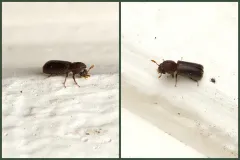 Prostephanus punctatus thumbnail 4