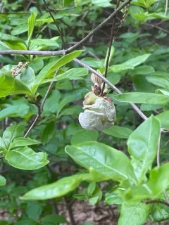Rhododendron Leaf Gall thumbnail 3