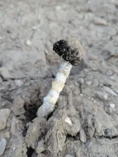 Desert Inkcap thumbnail 3