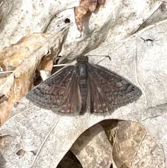 Sleepy Duskywing thumbnail 4