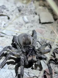Carolina Wolf Spider thumbnail 4