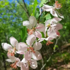 sweet crabapple thumbnail 4