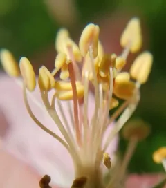 Prairie Crab Apple thumbnail 3