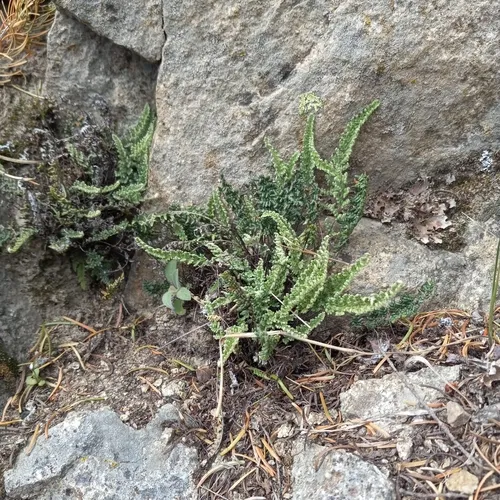 lace lip fern