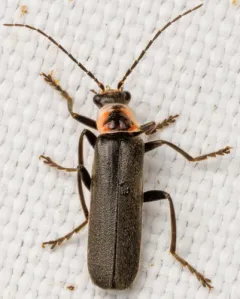 Rhaxonycha bilobata thumbnail 4
