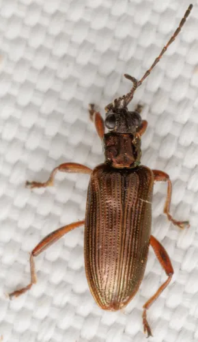 Toothless pond lily leaf beetle