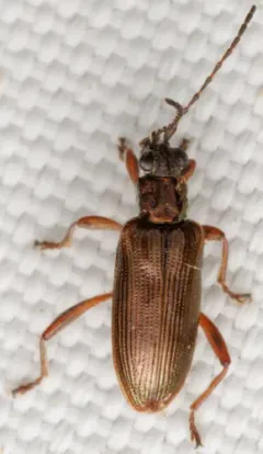 Toothless pond lily leaf beetle thumbnail 1