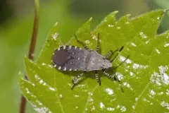 Catorhintha mendica thumbnail 4