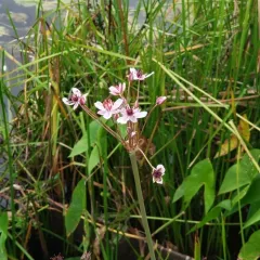 Flowering-rush thumbnail 4