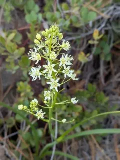 Fremont's Death Camas thumbnail 4