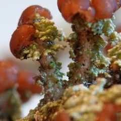 Finger-scale Foam thumbnail 4