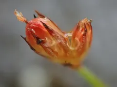 kellogg's dwarf rush thumbnail 4