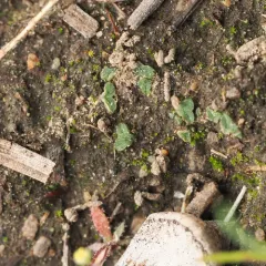 Common Crystalwort thumbnail 1