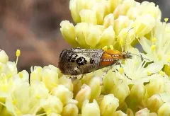 Tebenna gemmalis thumbnail 2