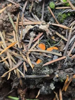 Pulvinula archeri thumbnail 3