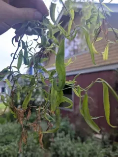 weeping willow thumbnail 3