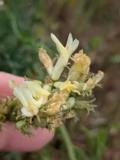 Hood River Milkvetch thumbnail 1