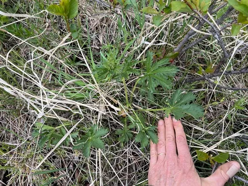 slender brown cinquefoil