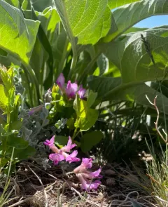 Utah Milkvetch thumbnail 4