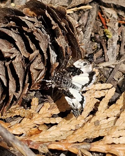 Annaphila casta