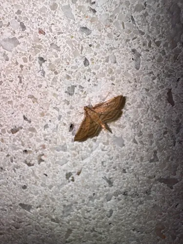 Acrobat Moth