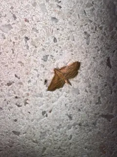 Acrobat Moth thumbnail 1