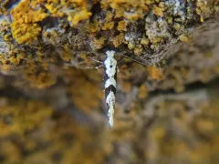 Argyresthia austerella thumbnail 1