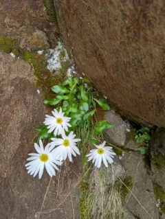 Howell's Daisy thumbnail 2