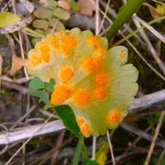 Puccinia eatoniae thumbnail 2