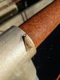 California Oak Moth thumbnail 4
