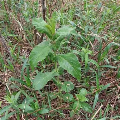 Perfoliate Tinker's-weed thumbnail 4