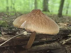 Pluteus granularis thumbnail 3