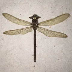 Fawn Darner thumbnail 2
