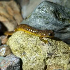 Cascade Torrent Salamander thumbnail 4