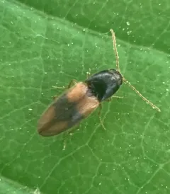 Horistonotus curiatus thumbnail 3