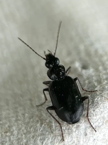 Sericoda obsoleta