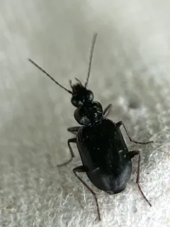 Sericoda obsoleta thumbnail 1