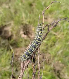 Sagebrush Sheep Moth thumbnail 2