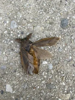 Uhler's Giant Water Bug thumbnail 2