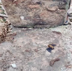 Eastern Small-footed Myotis thumbnail 3