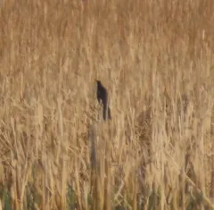 Great-tailed Grackle thumbnail 3